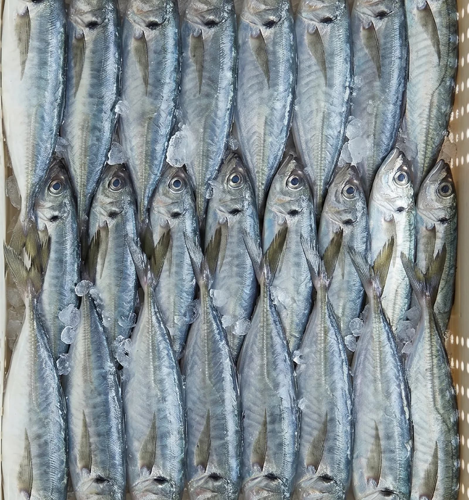 Chinchard