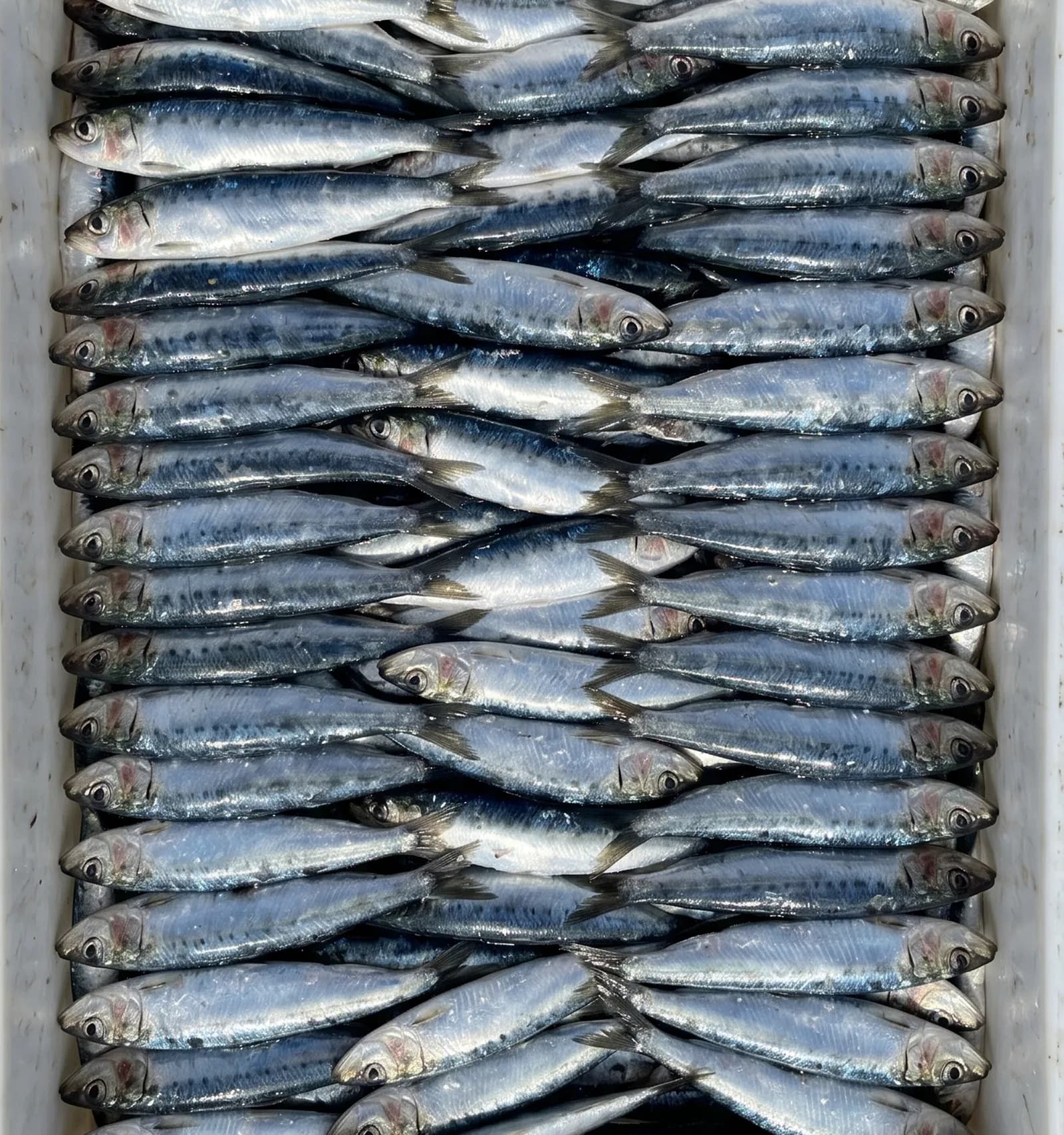 Sardine